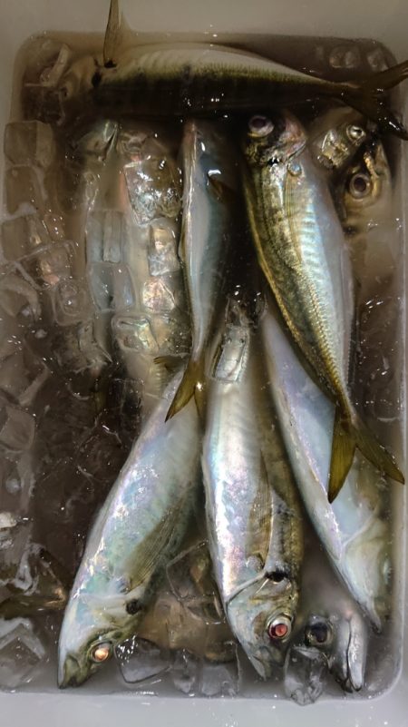 シースナイパー海龍 釣果