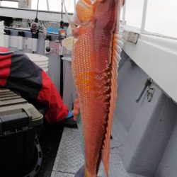 第二龍勢丸 釣果