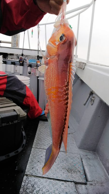 第二龍勢丸 釣果