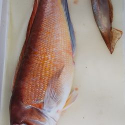 第二龍勢丸 釣果