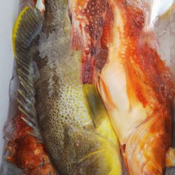 第二龍勢丸 釣果