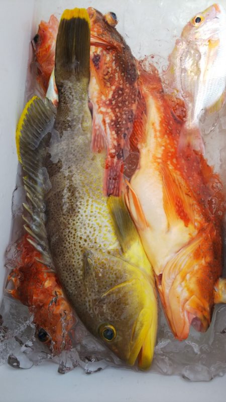 第二龍勢丸 釣果