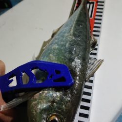 シースナイパー海龍 釣果