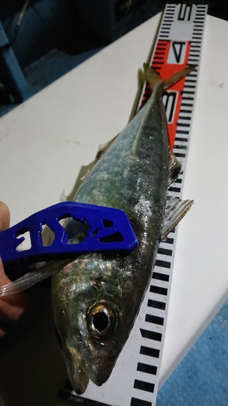 シースナイパー海龍 釣果