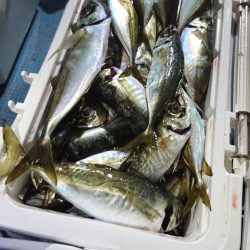 シースナイパー海龍 釣果