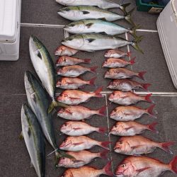 ARCADIAⅡ (アルカディアⅡ) 釣果