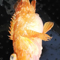 第二龍勢丸 釣果