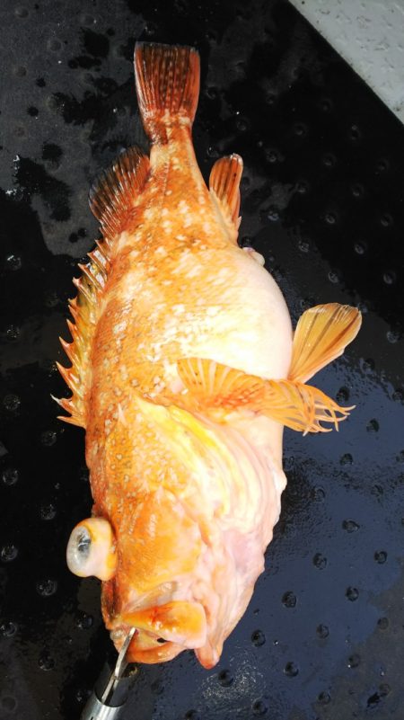 第二龍勢丸 釣果