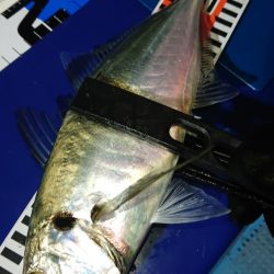 シースナイパー海龍 釣果