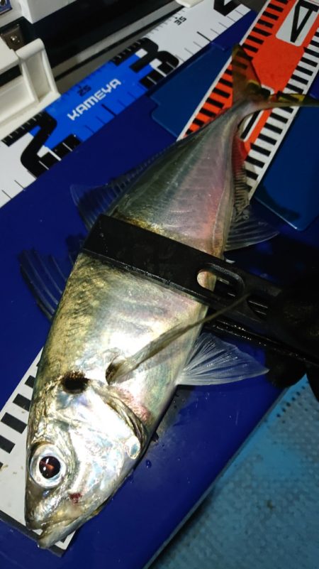 シースナイパー海龍 釣果