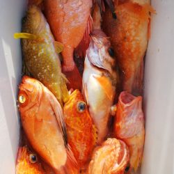 第二龍勢丸 釣果