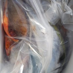 第二龍勢丸 釣果