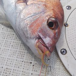 タイラバ遊漁船 ワンピース 釣果