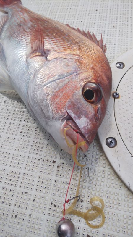 タイラバ遊漁船 ワンピース 釣果