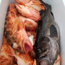 LUSTER『ラスター』 釣果