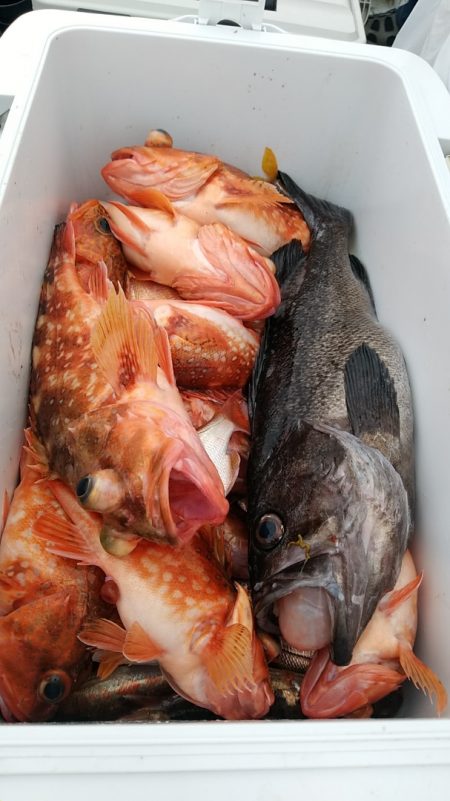 LUSTER『ラスター』 釣果