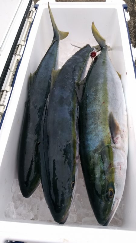 LUSTER『ラスター』 釣果