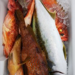 第二龍勢丸 釣果