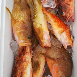 第二龍勢丸 釣果