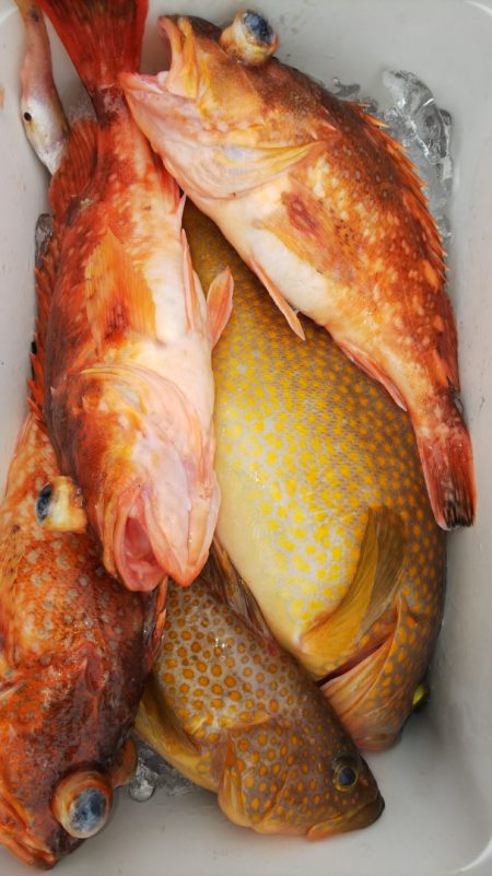 第二龍勢丸 釣果