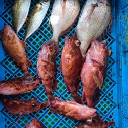 小島丸 釣果