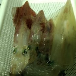 LUSTER『ラスター』 釣果