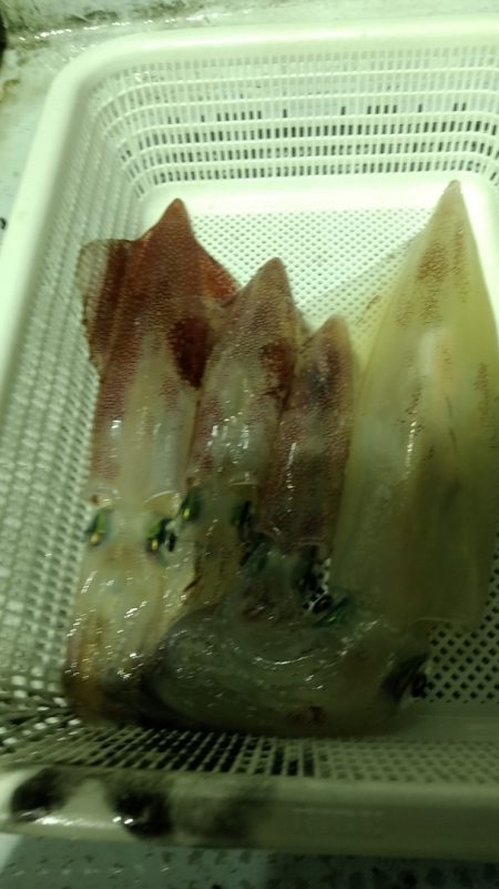 LUSTER『ラスター』 釣果