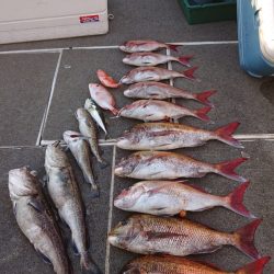 ARCADIAⅡ (アルカディアⅡ) 釣果