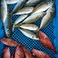 小島丸 釣果