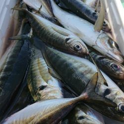 金沢八景鴨下丸 釣果