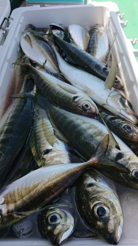 金沢八景鴨下丸 釣果