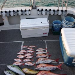 ARCADIAⅡ (アルカディアⅡ) 釣果