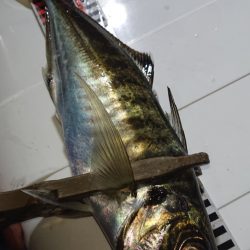 シースナイパー海龍 釣果