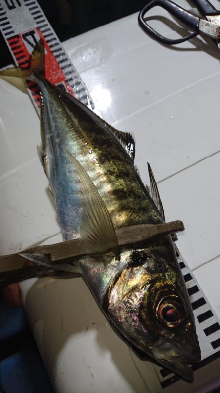 シースナイパー海龍 釣果