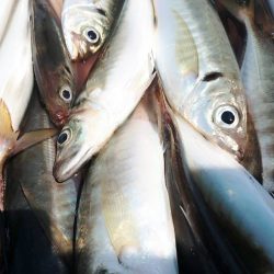 金沢八景鴨下丸 釣果