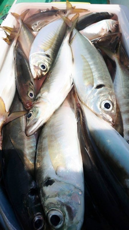 金沢八景鴨下丸 釣果