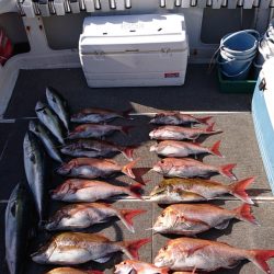 ARCADIAⅡ (アルカディアⅡ) 釣果