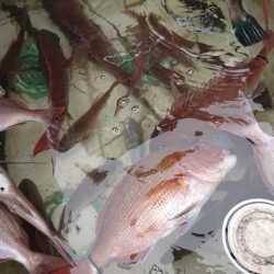 シースナイパー海龍 釣果