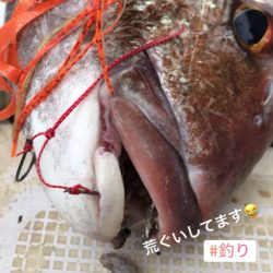 龍神丸(鹿児島) 釣果