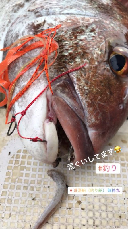 龍神丸(鹿児島) 釣果