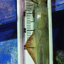 海龍丸（石川） 釣果