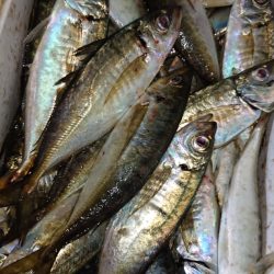 シースナイパー海龍 釣果