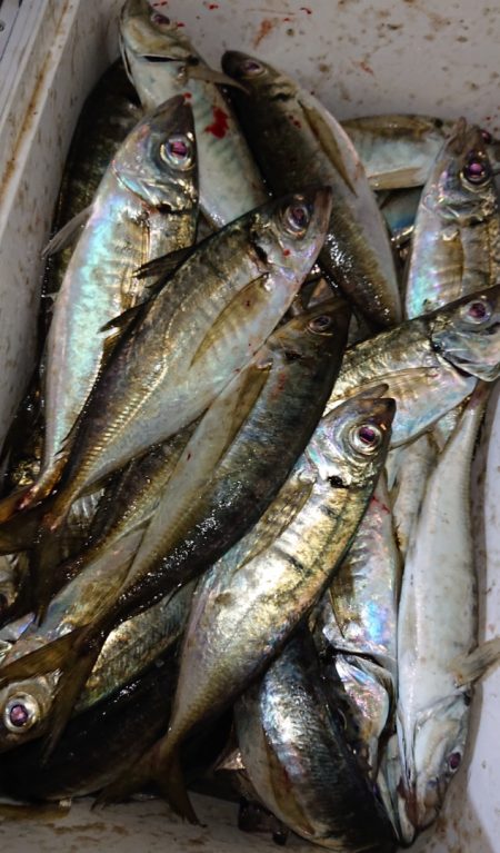 シースナイパー海龍 釣果