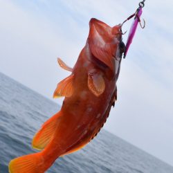 渡船屋たにぐち 釣果