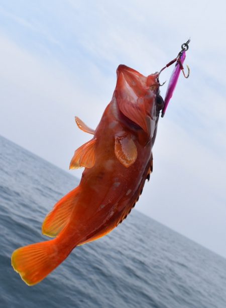 渡船屋たにぐち 釣果