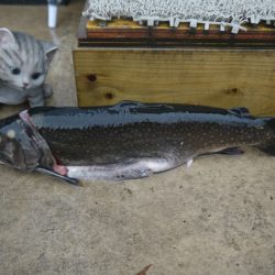 としまえんフィッシングエリア 釣果