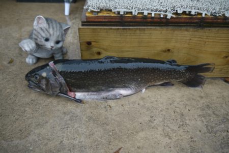 としまえんフィッシングエリア 釣果