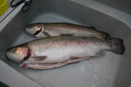 としまえんフィッシングエリア 釣果