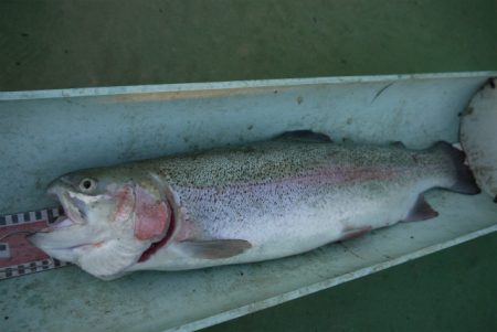 としまえんフィッシングエリア 釣果