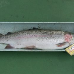 としまえんフィッシングエリア 釣果